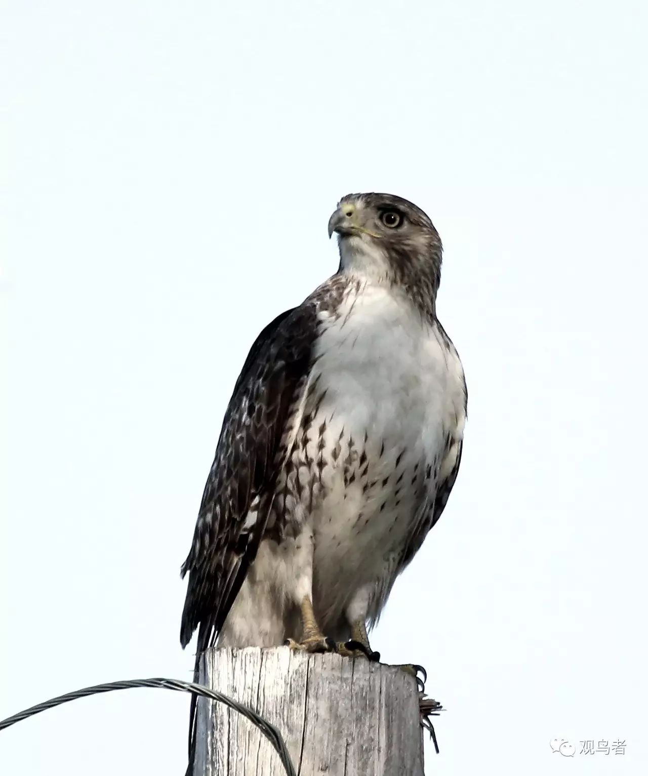 birdWatching