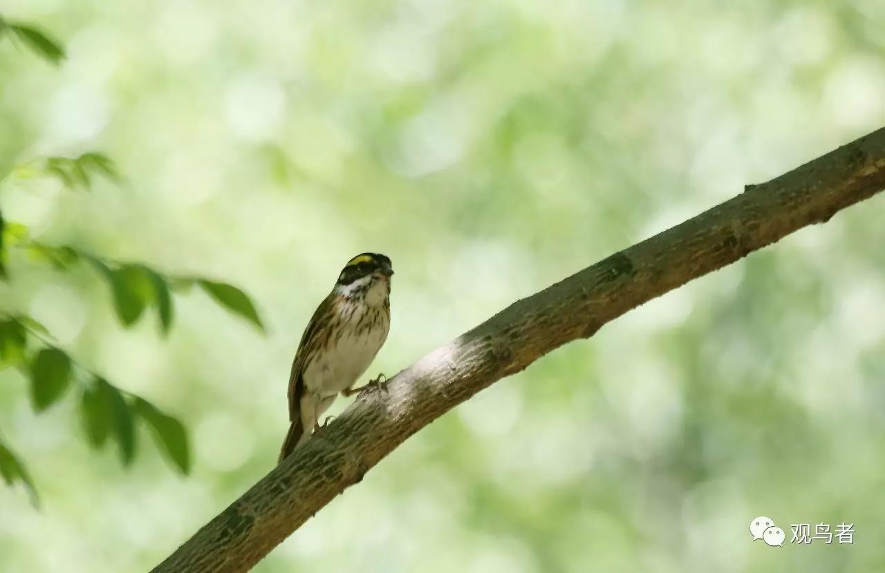 birdWatching