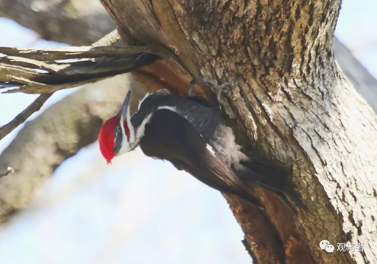 birdWatching