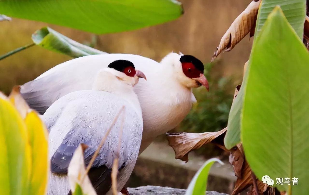birdWatching