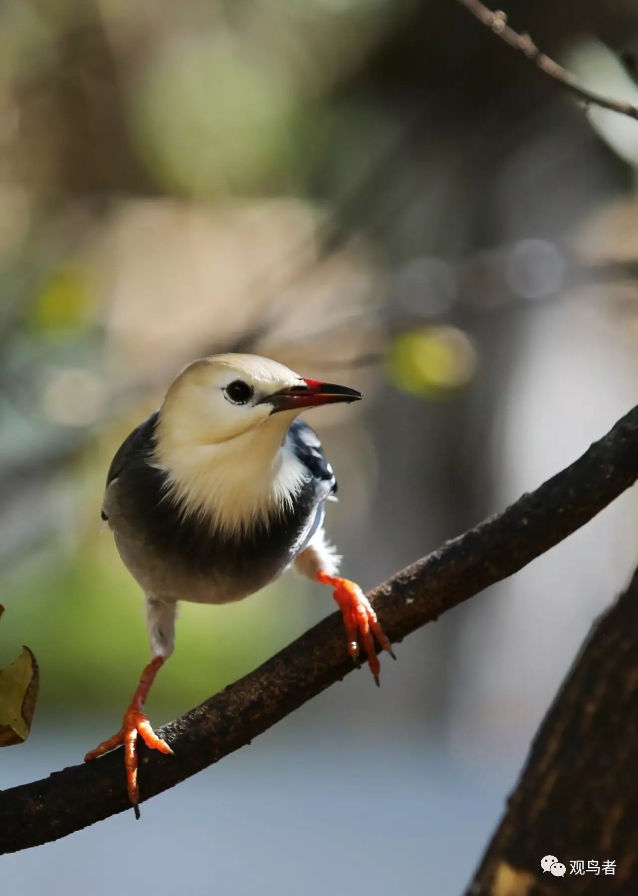birdWatching
