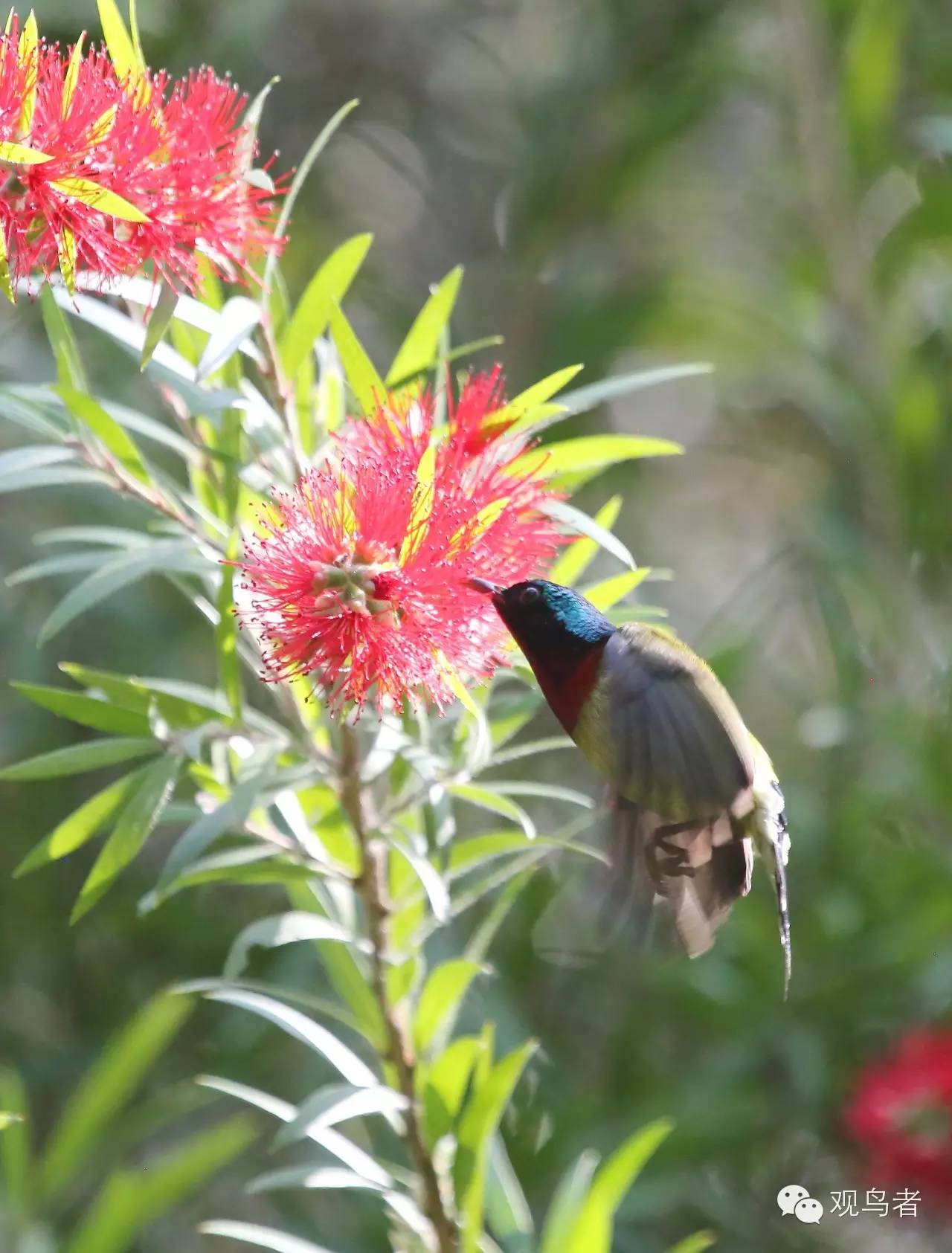 birdWatching