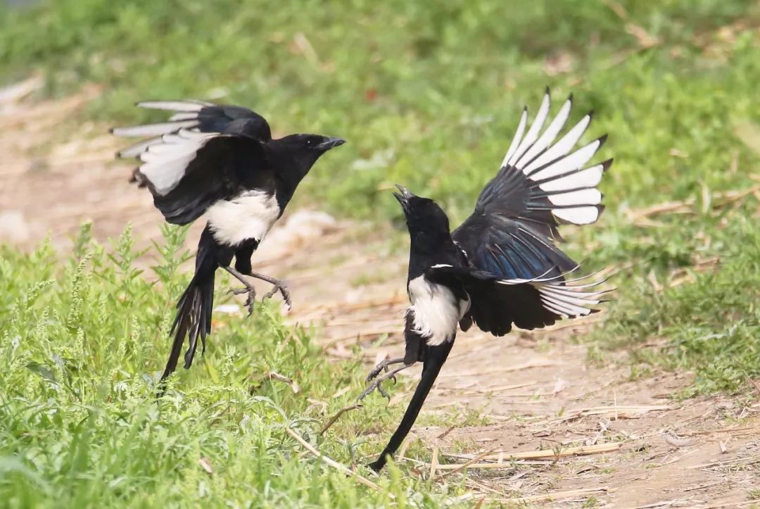 birdWatching