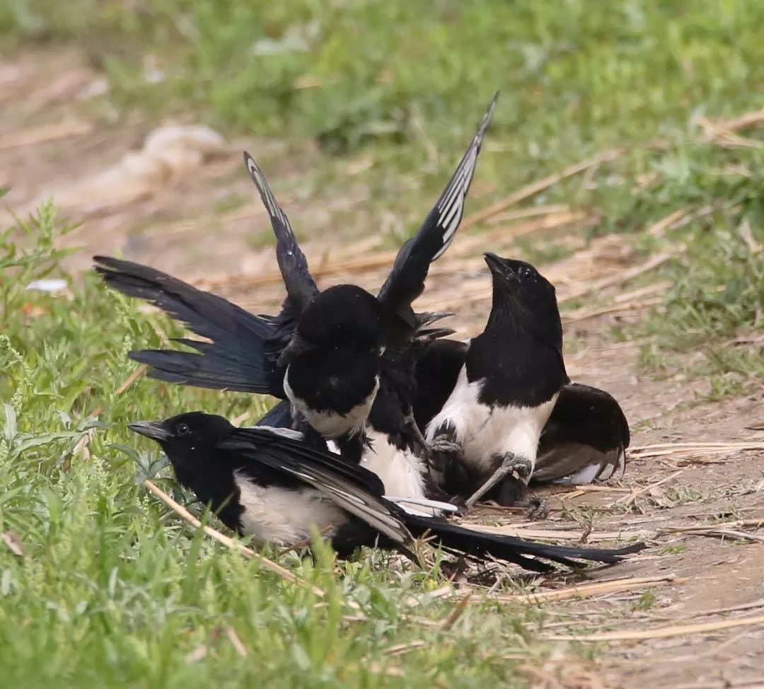 birdWatching