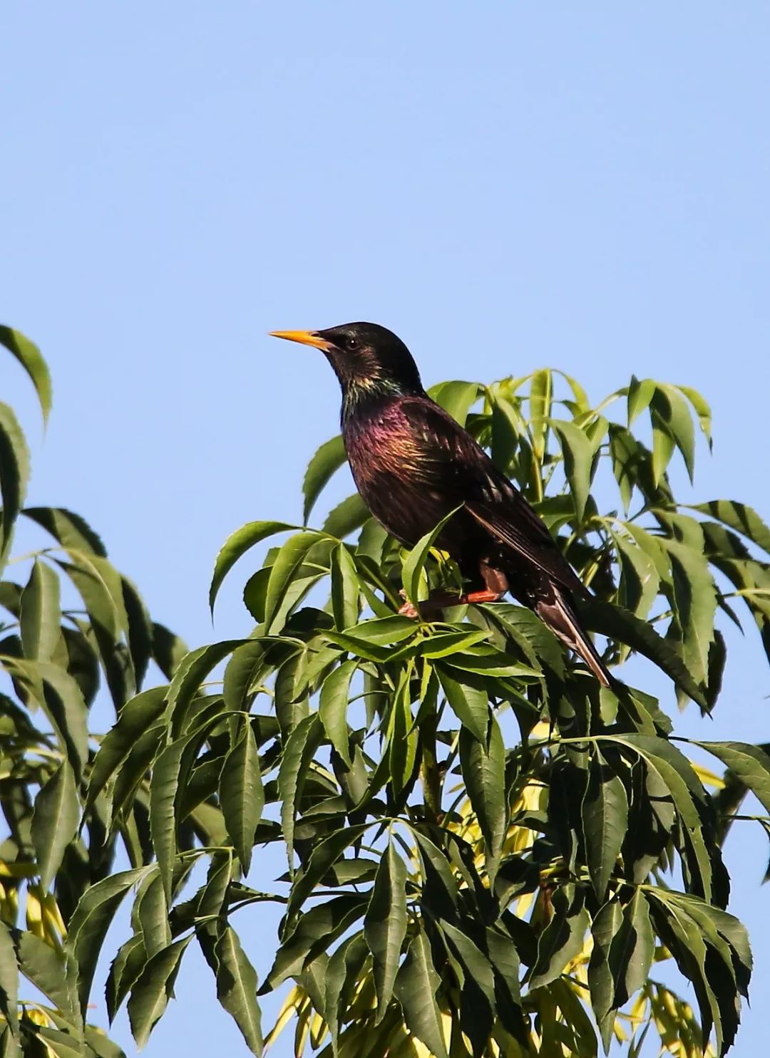 birdWatching