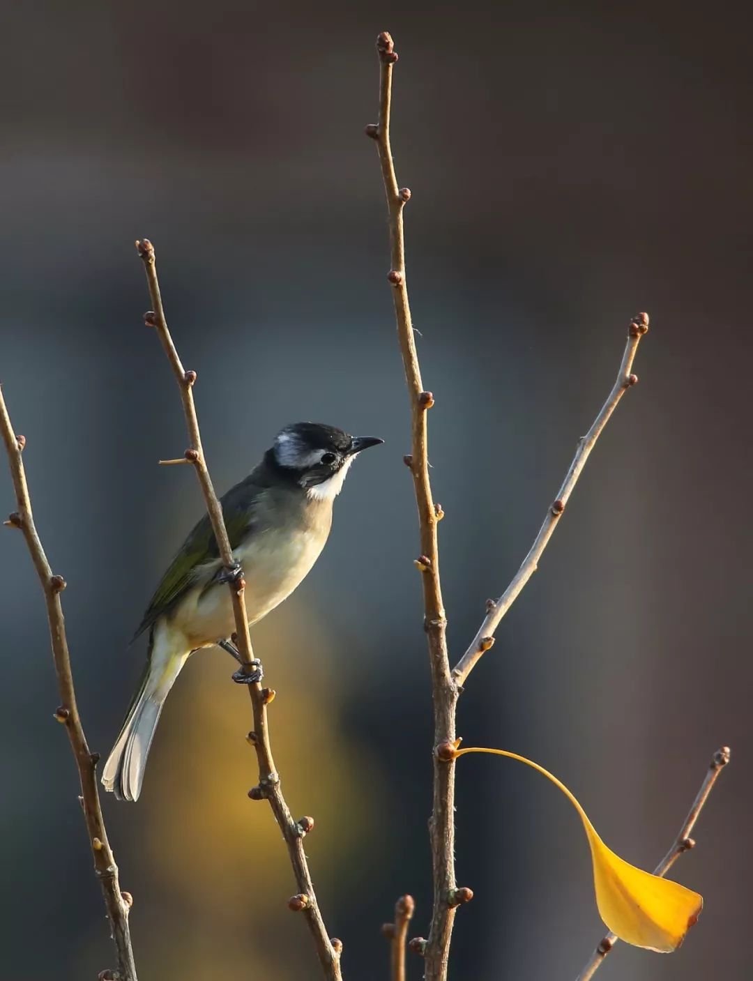 birdWatching
