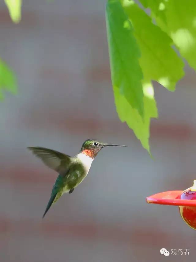 birdWatching