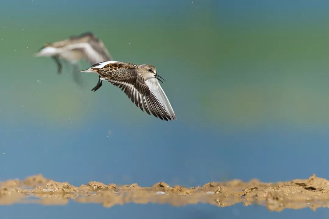 birdWatching