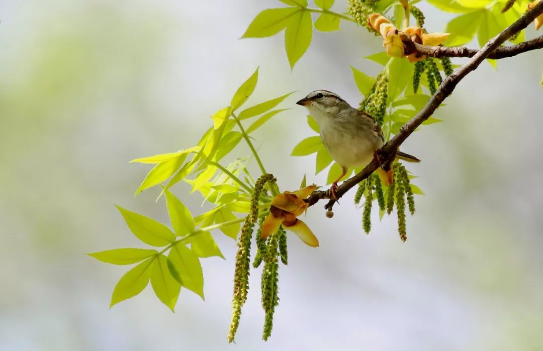birdWatching