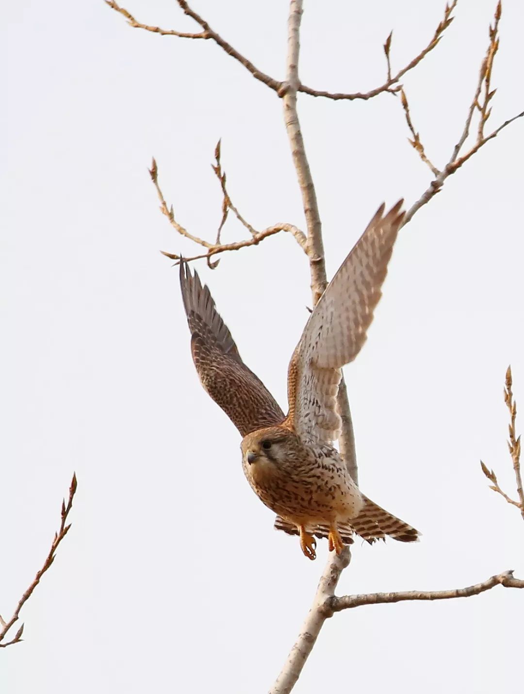 birdWatching