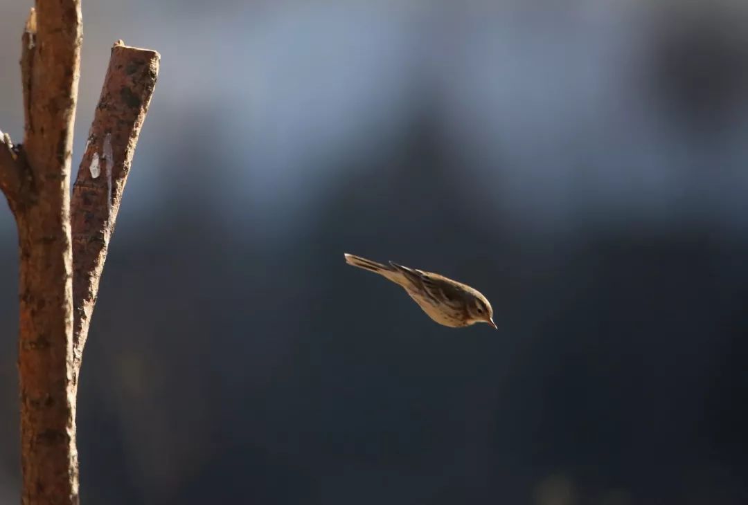 birdWatching