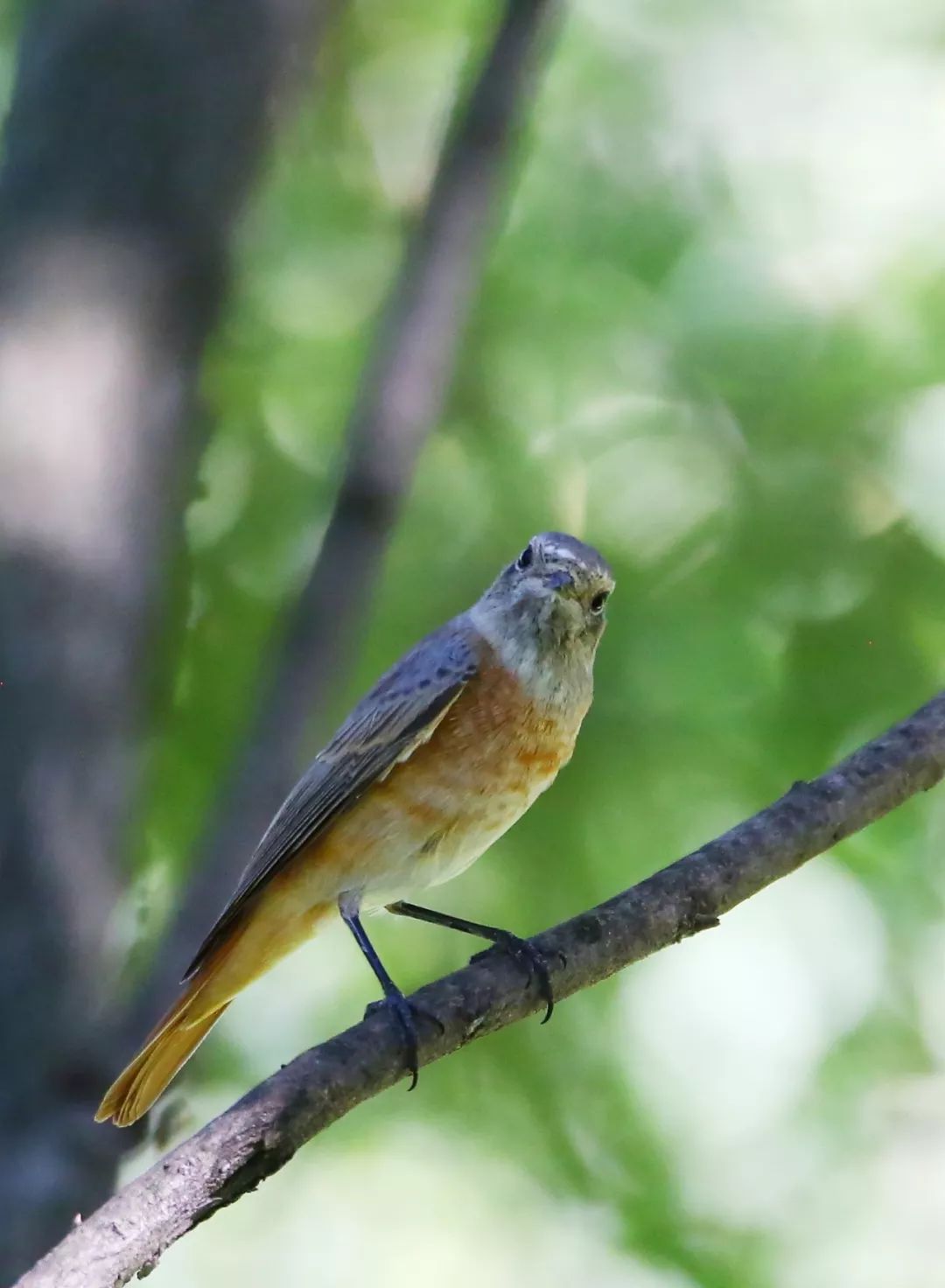 birdWatching