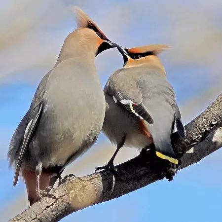 birdWatching