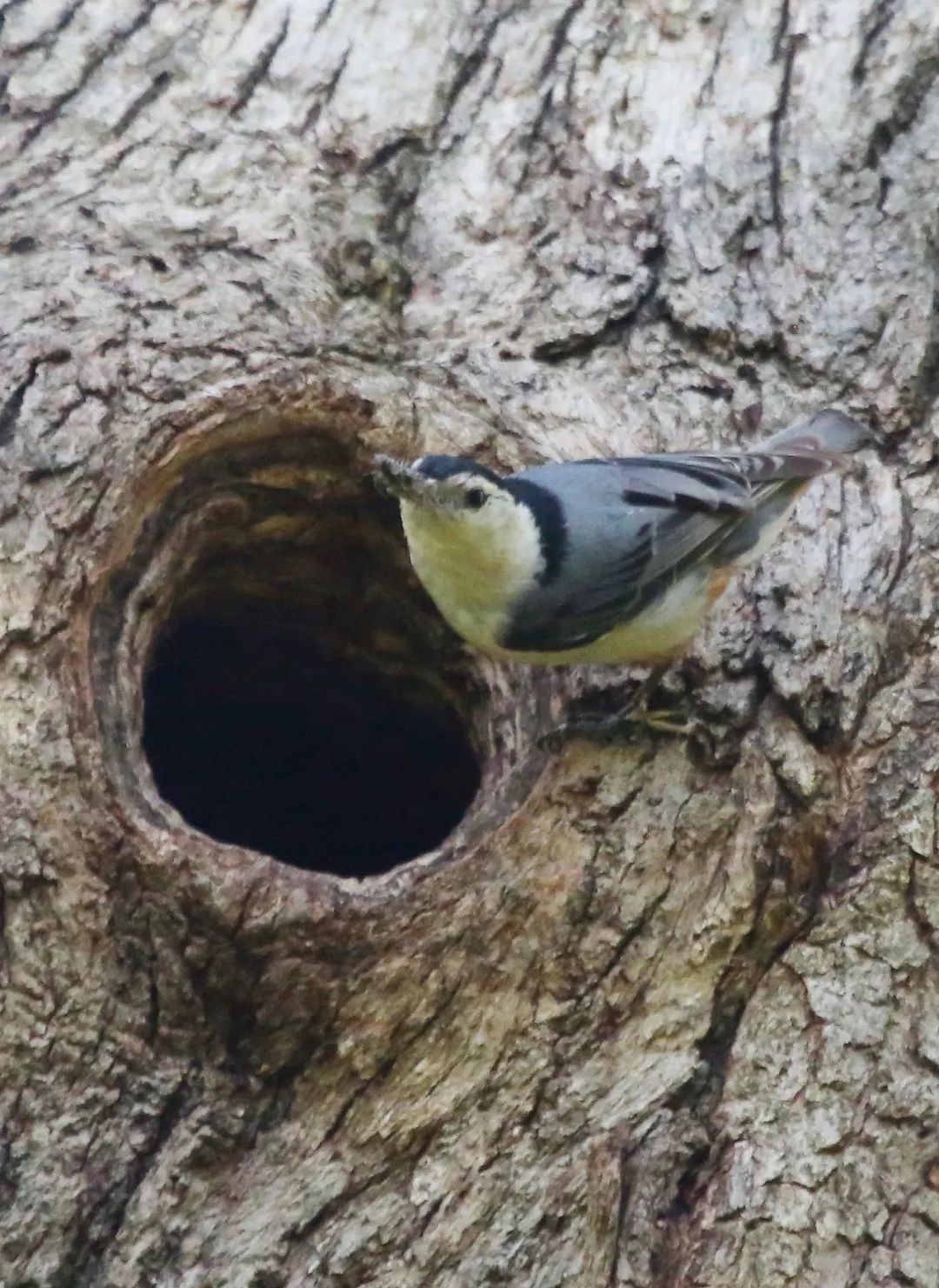 birdWatching