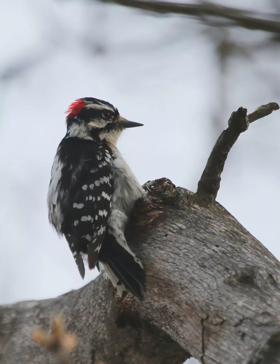 birdWatching