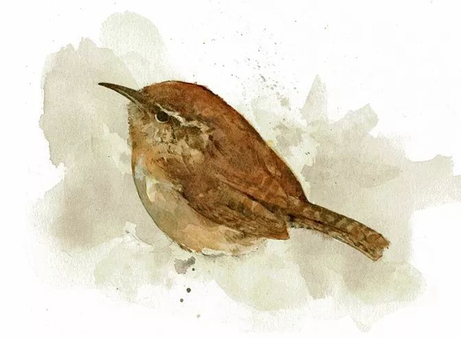 birdWatching