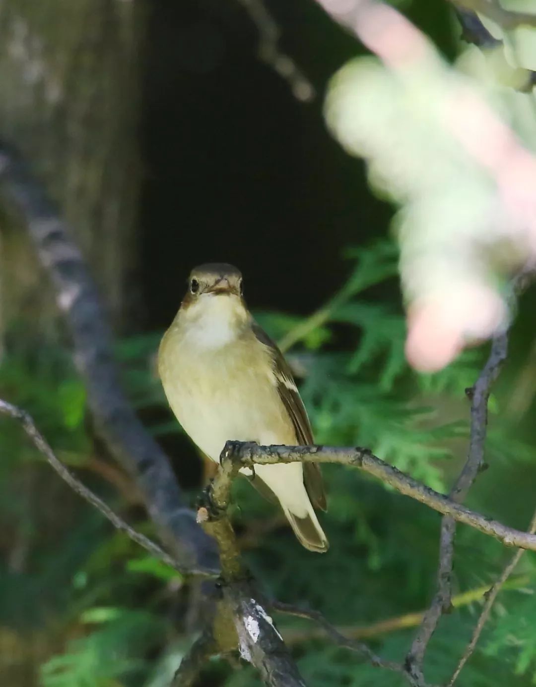birdWatching