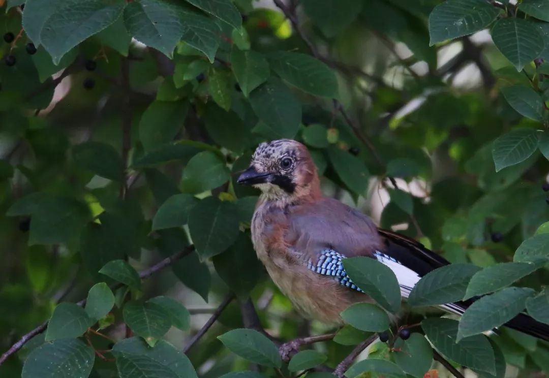 birdWatching