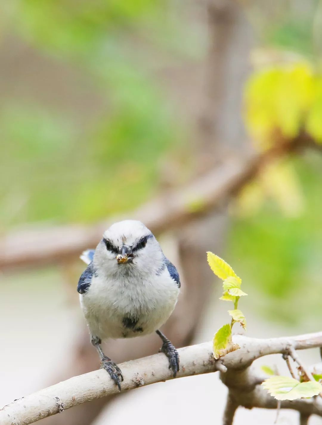 birdWatching