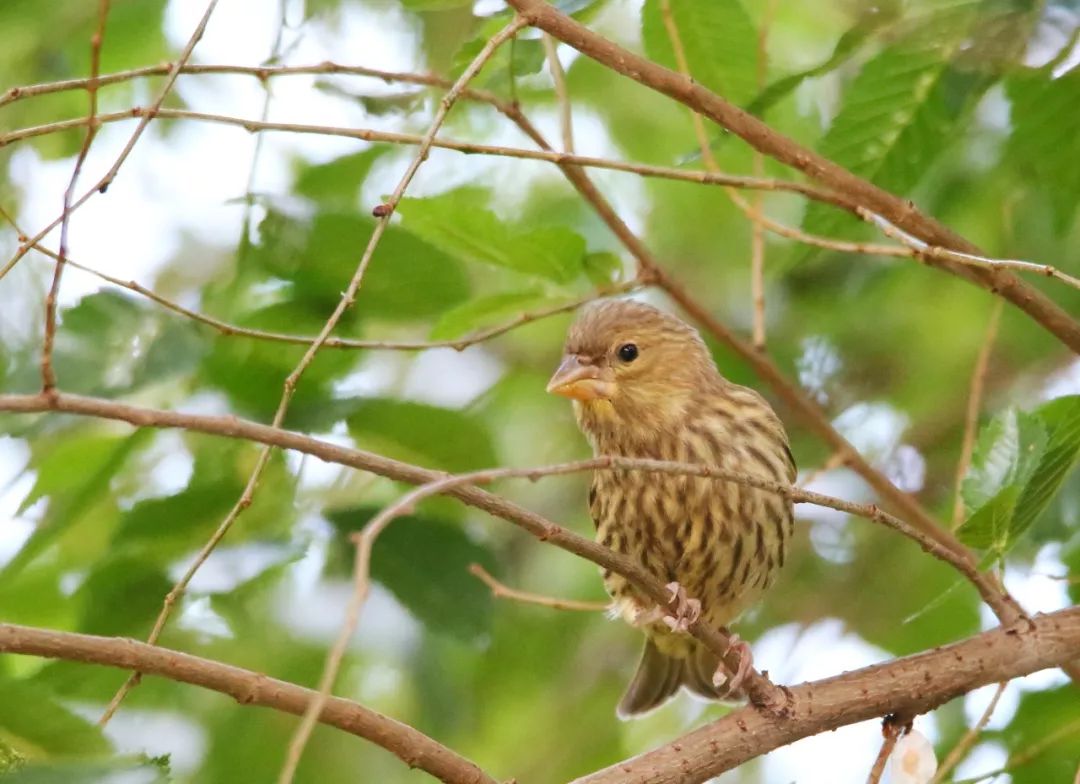 birdWatching