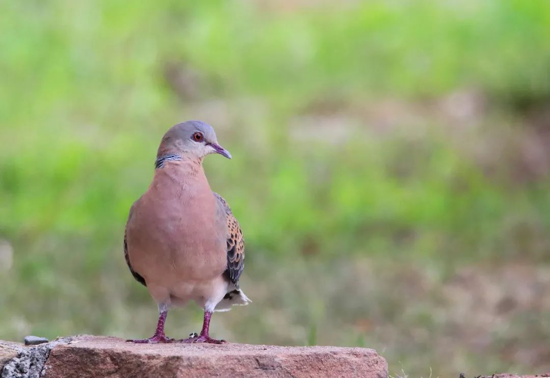 birdWatching