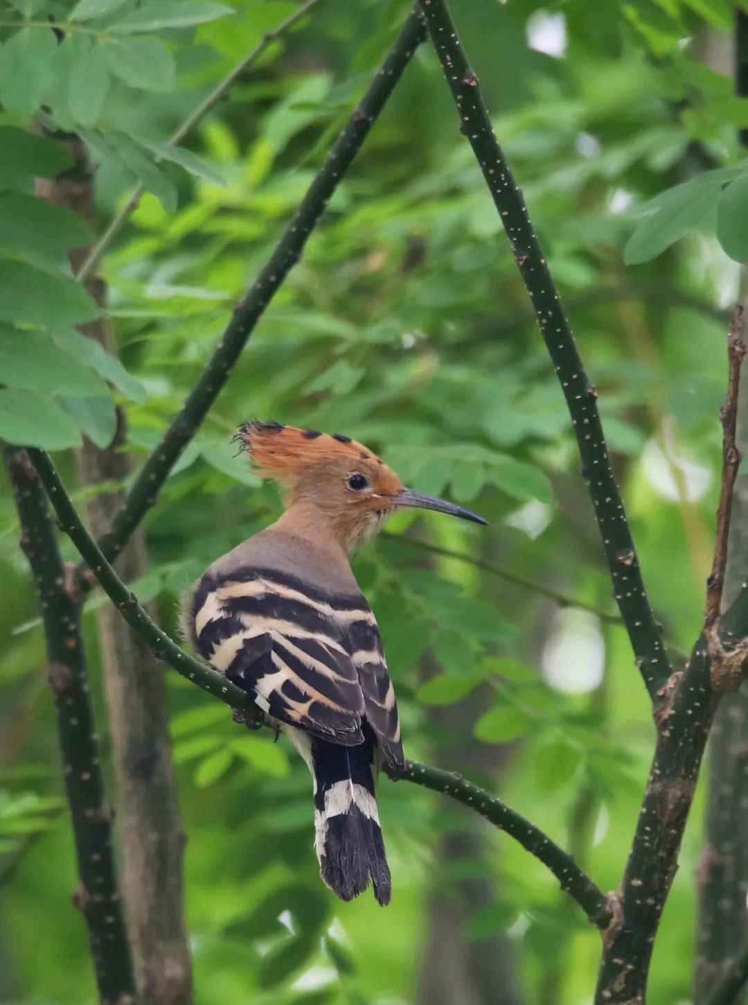 birdWatching