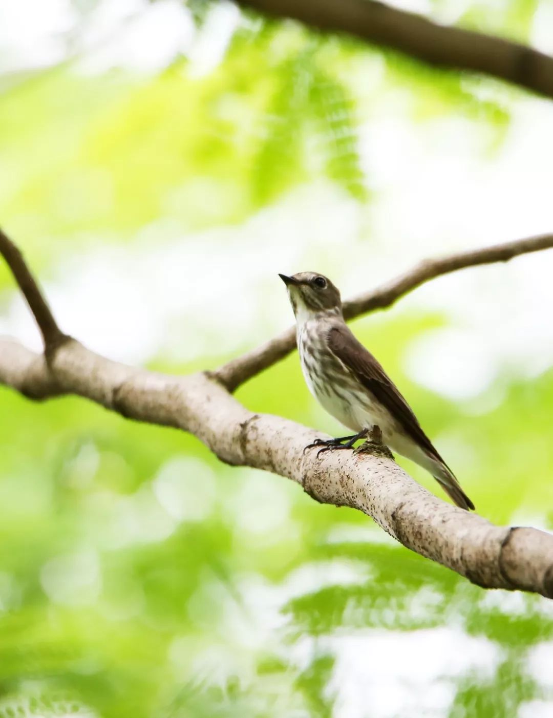 birdWatching