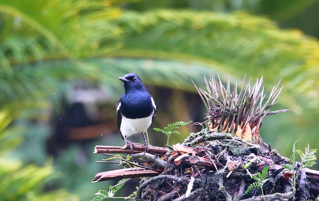 birdWatching