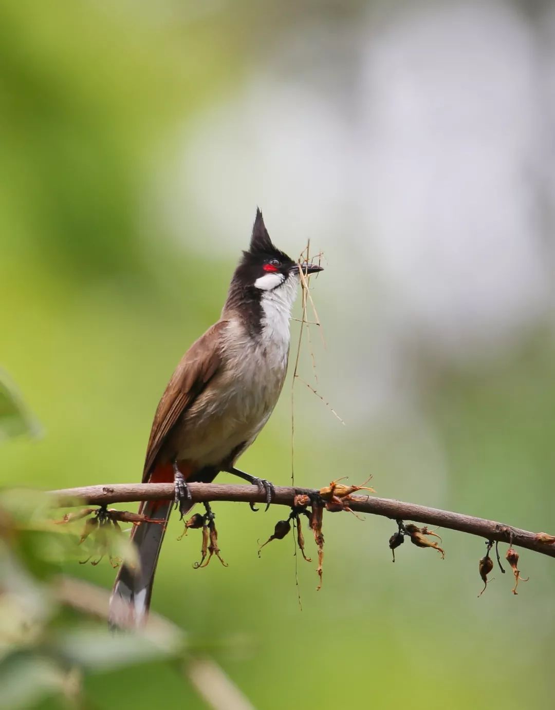 birdWatching