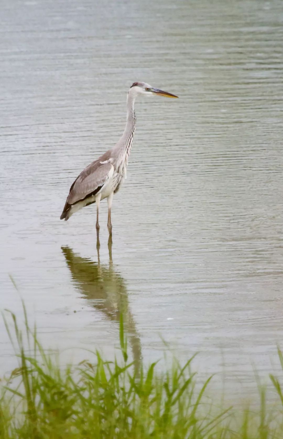 birdWatching