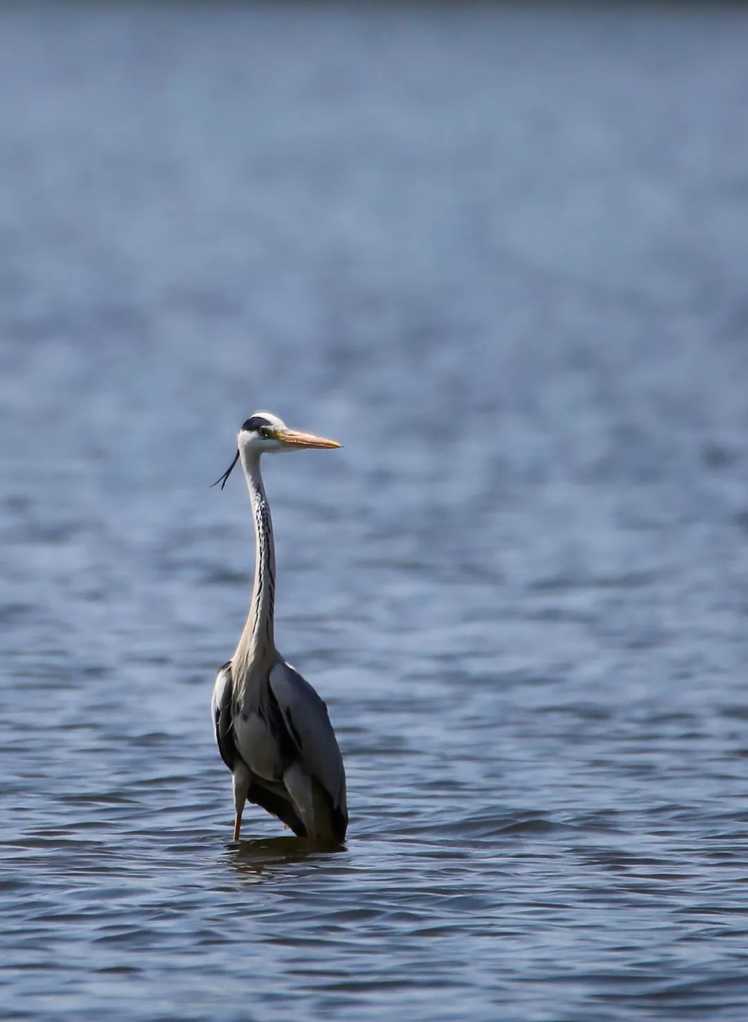 birdWatching
