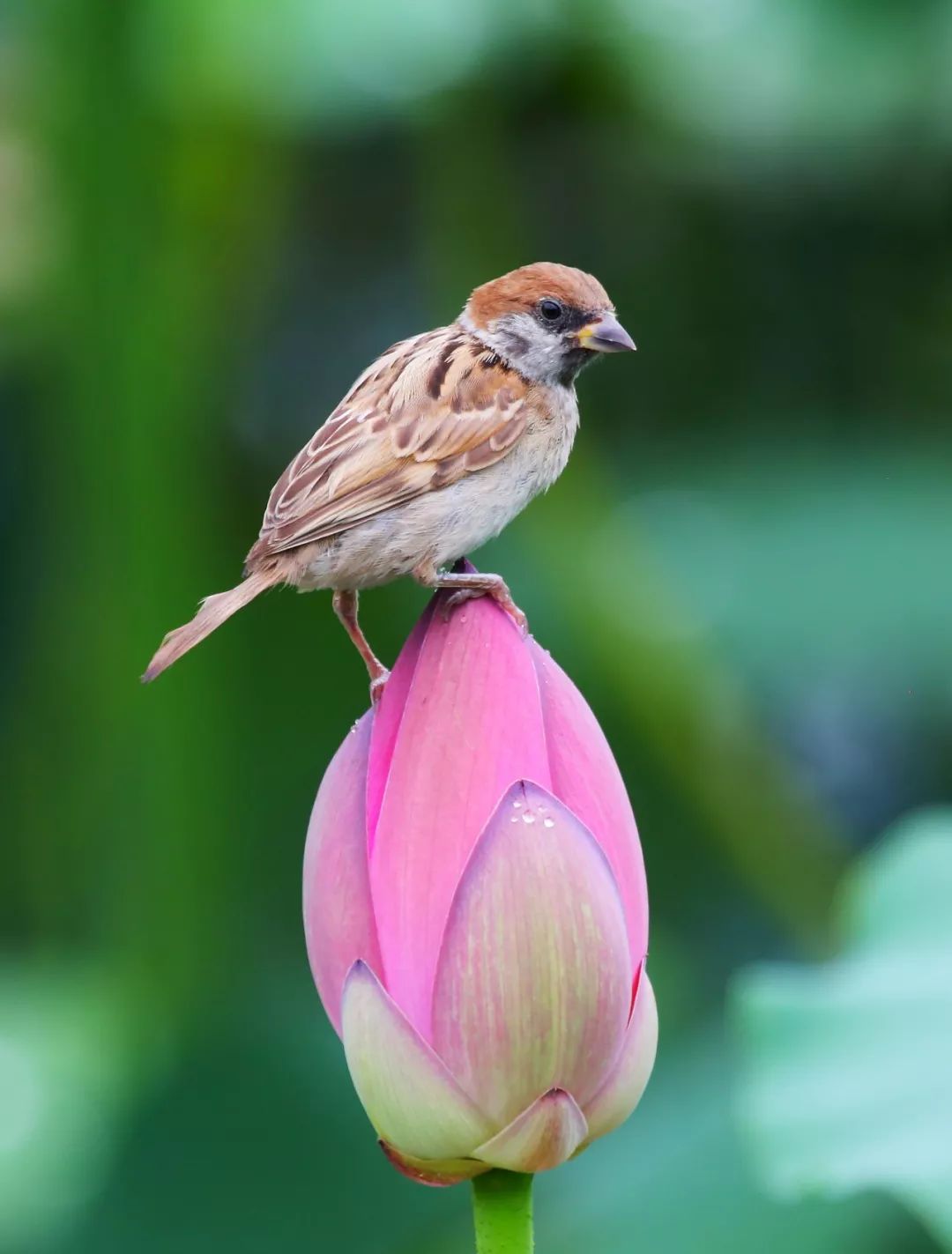 birdWatching