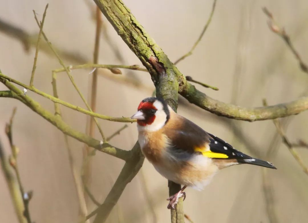 birdWatching