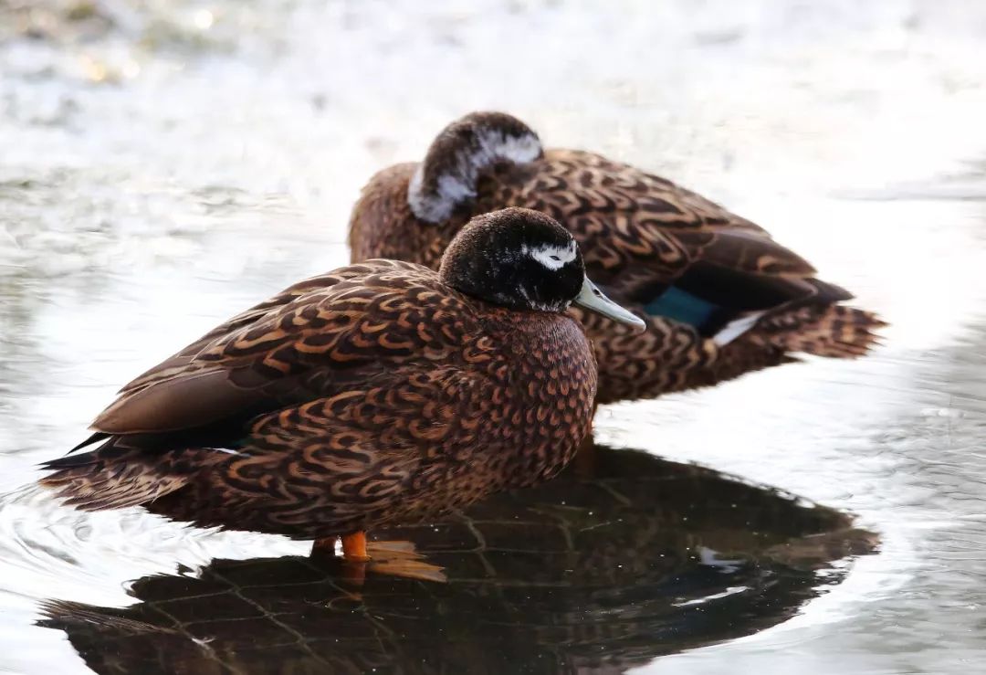 birdWatching
