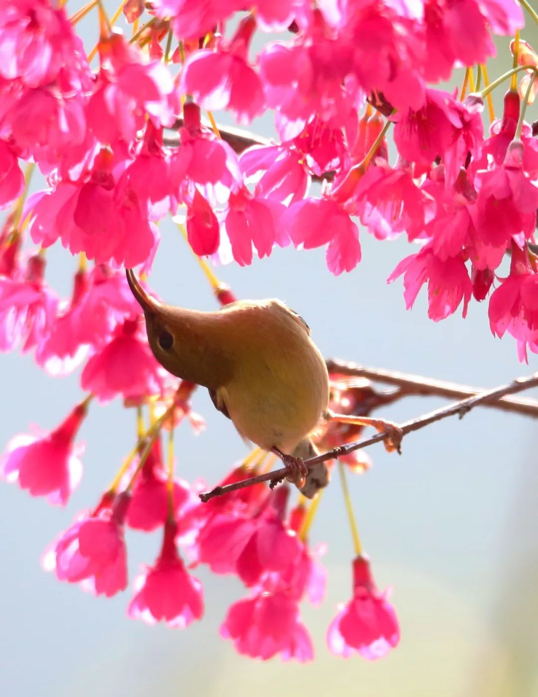 birdWatching