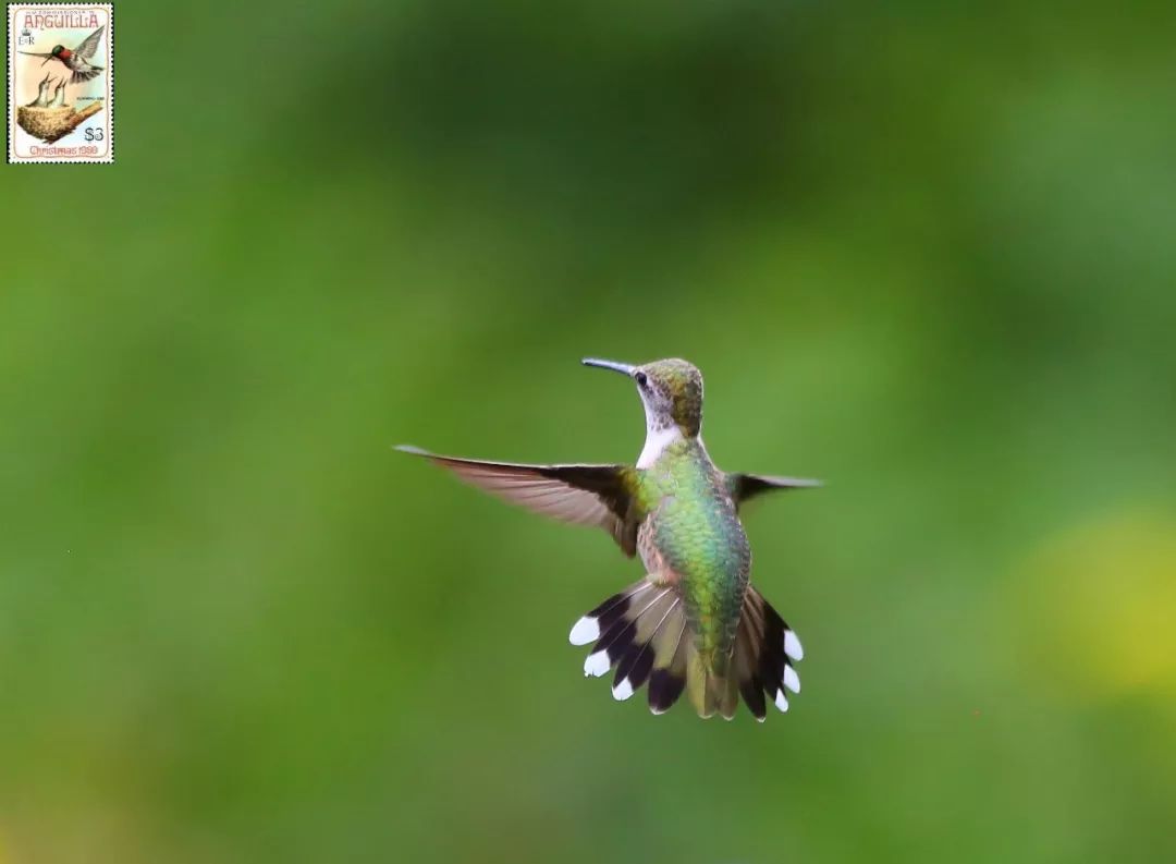 birdWatching