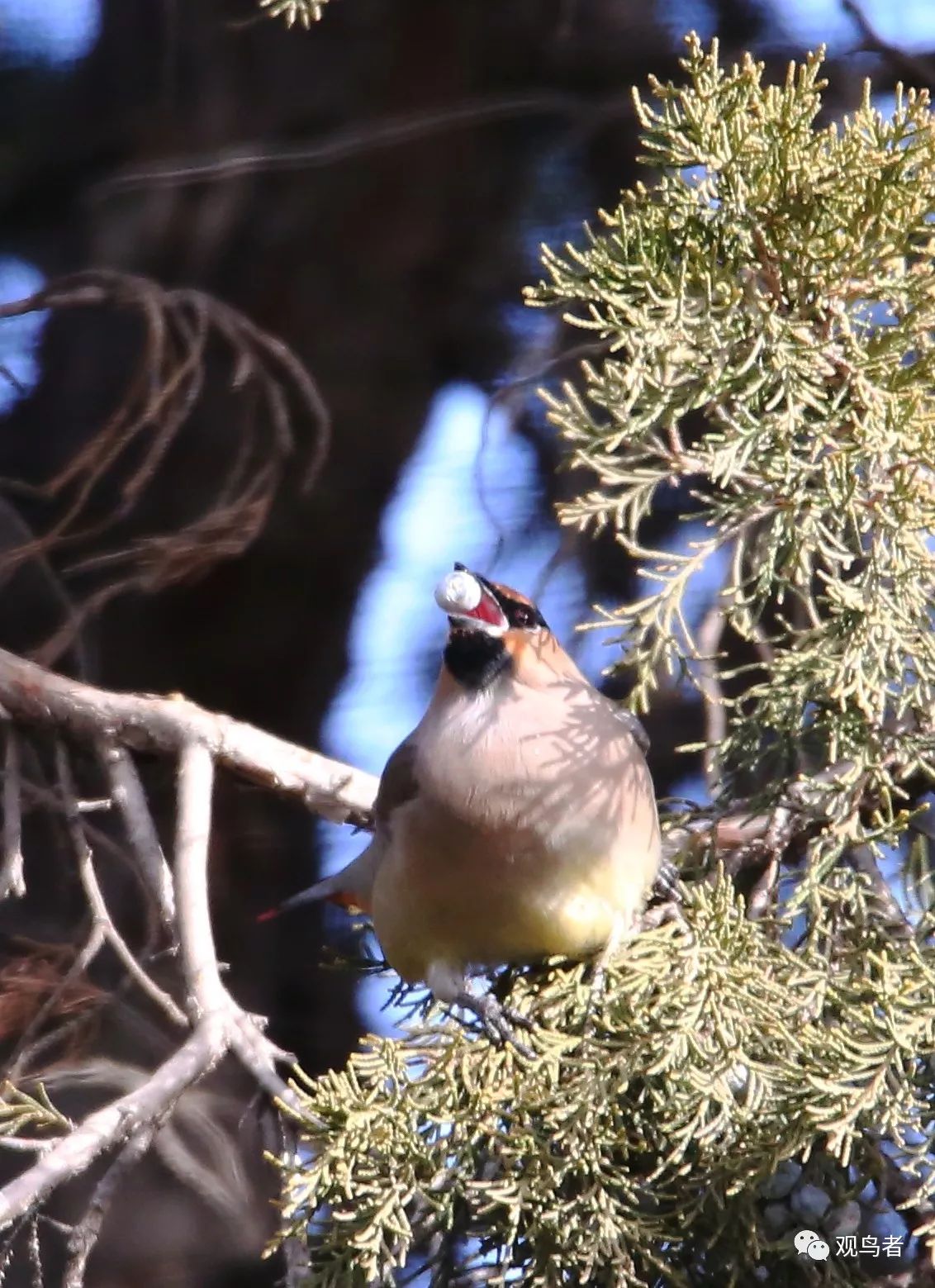 birdWatching
