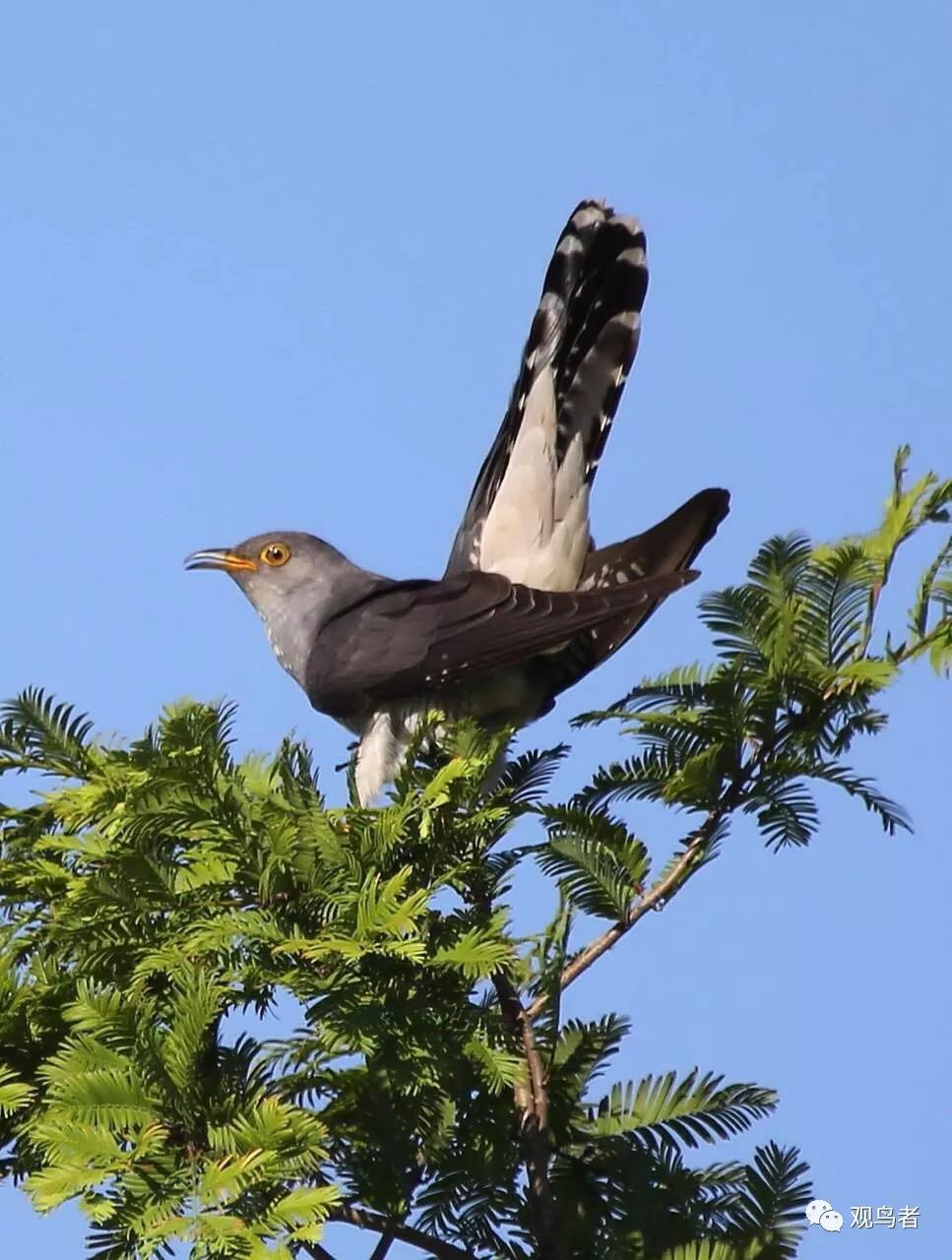 birdWatching