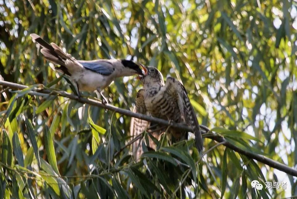 birdWatching