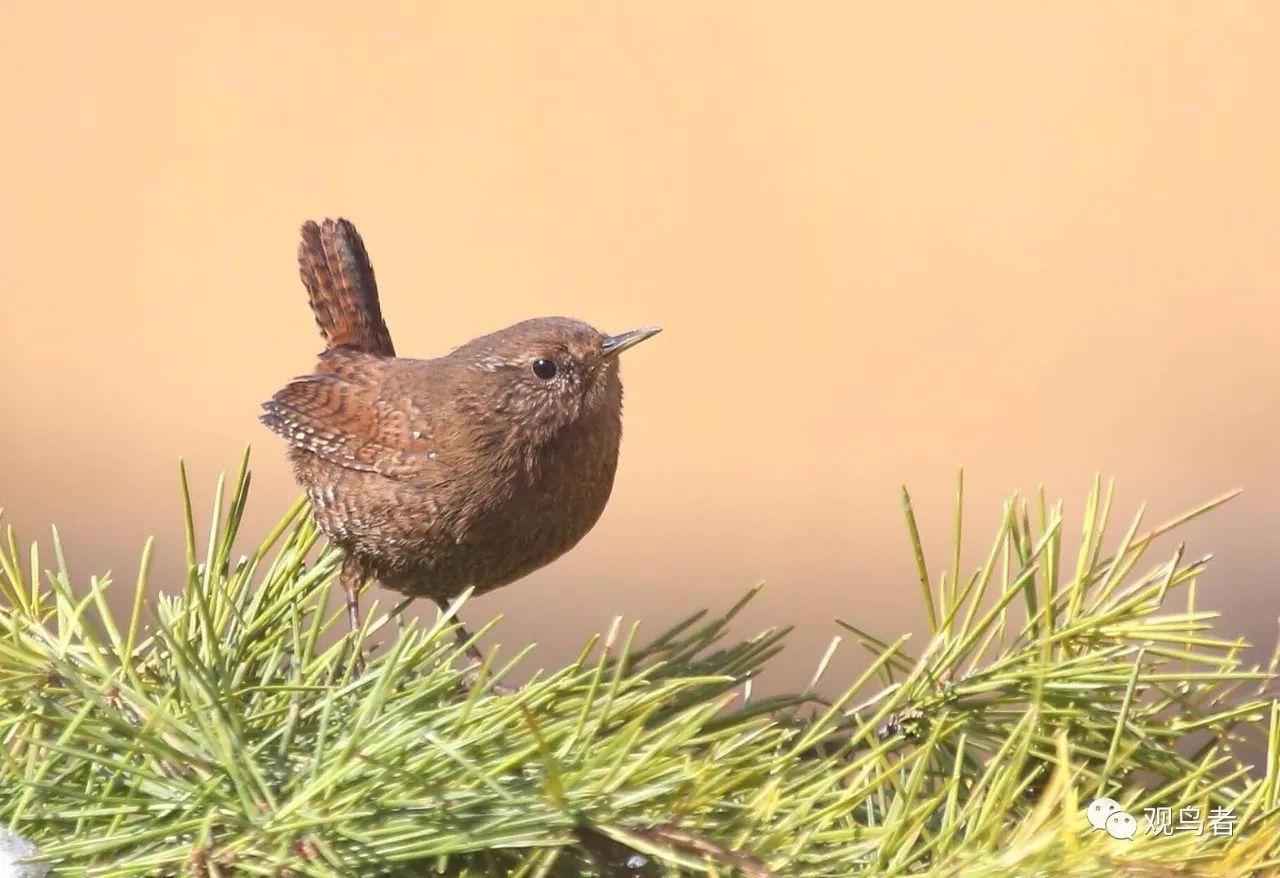 birdWatching