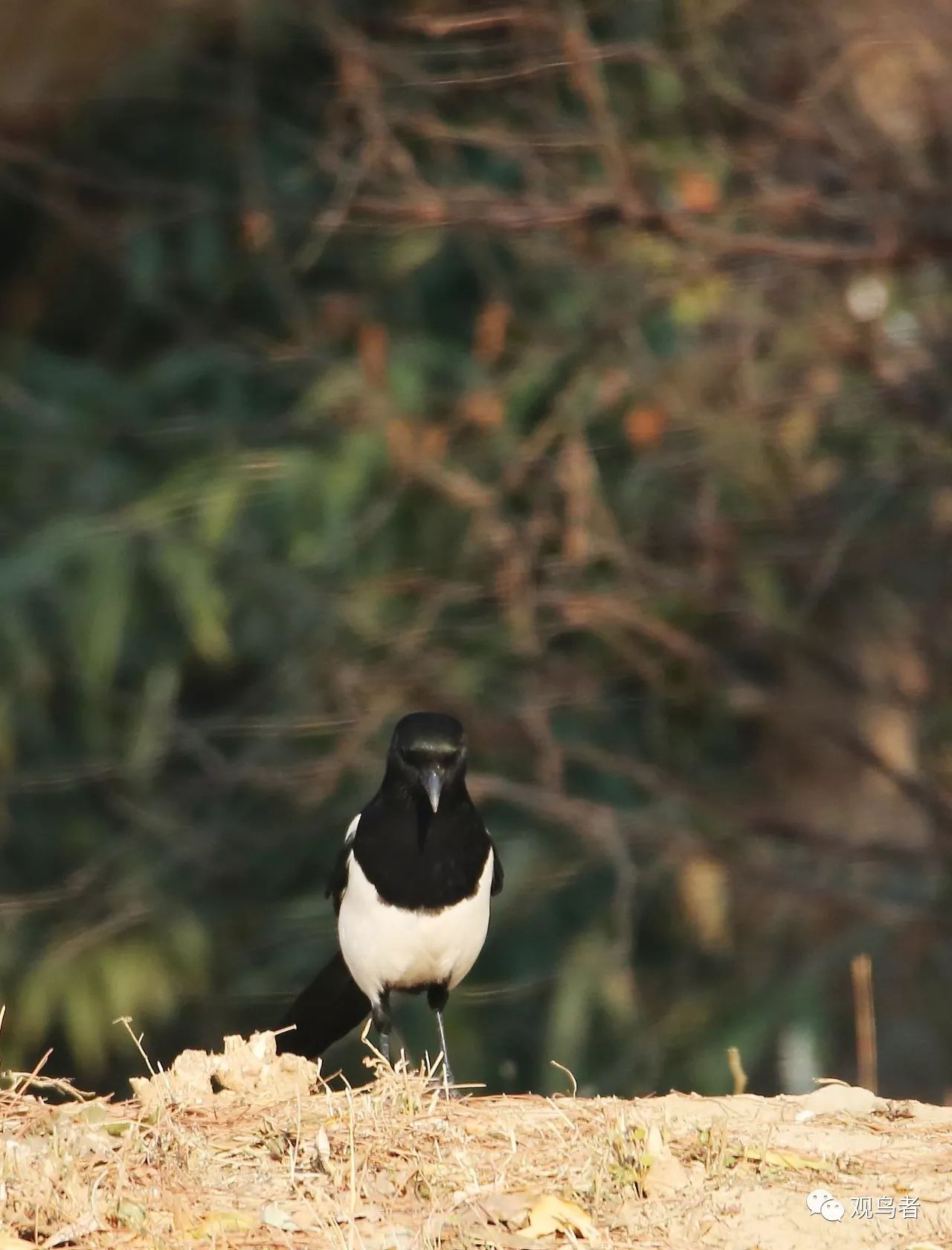 birdWatching