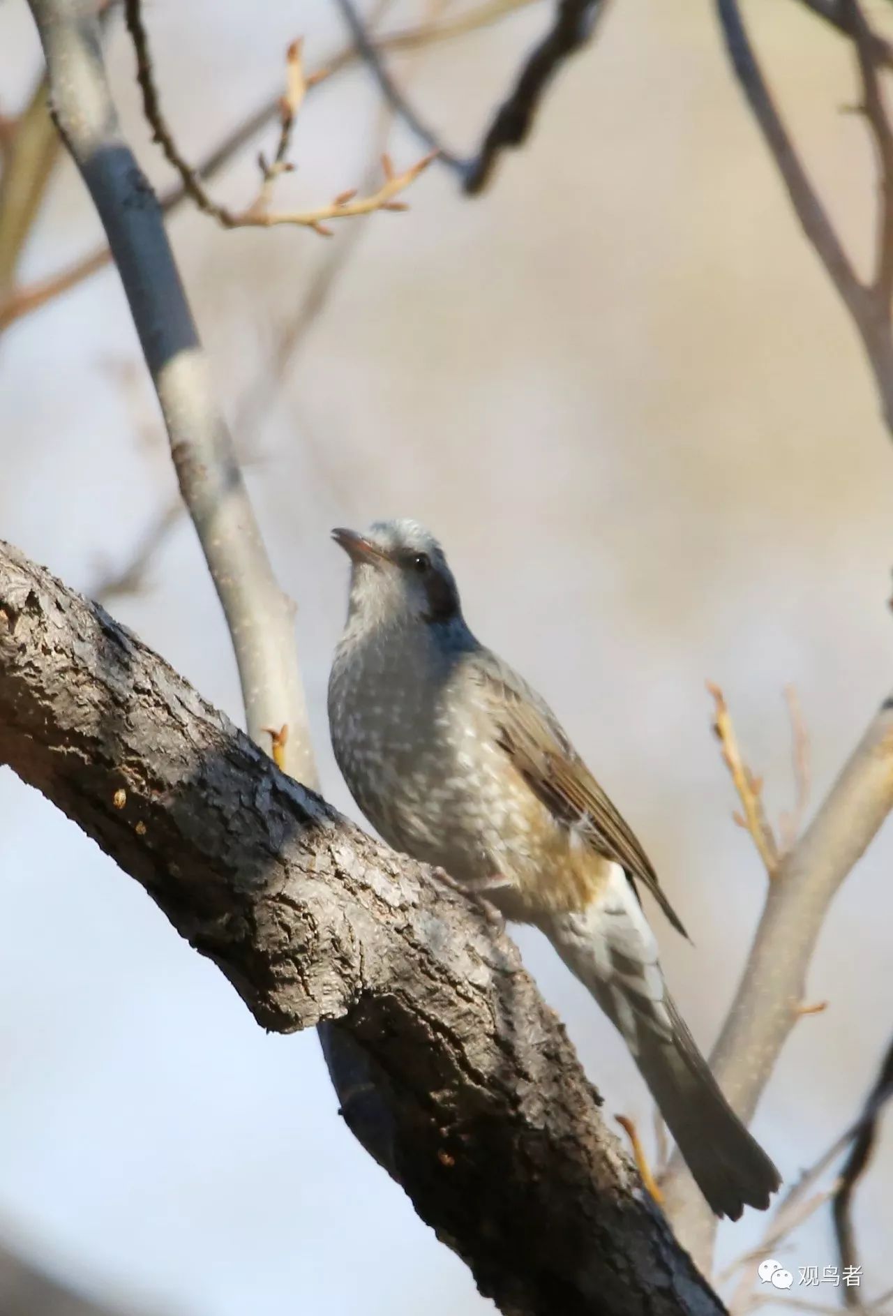 birdWatching