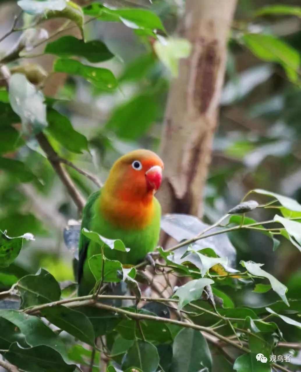 birdWatching