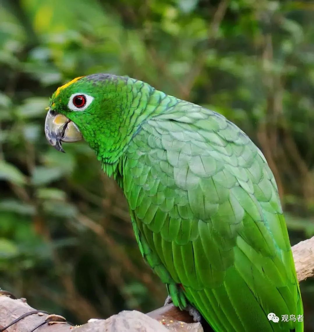 birdWatching