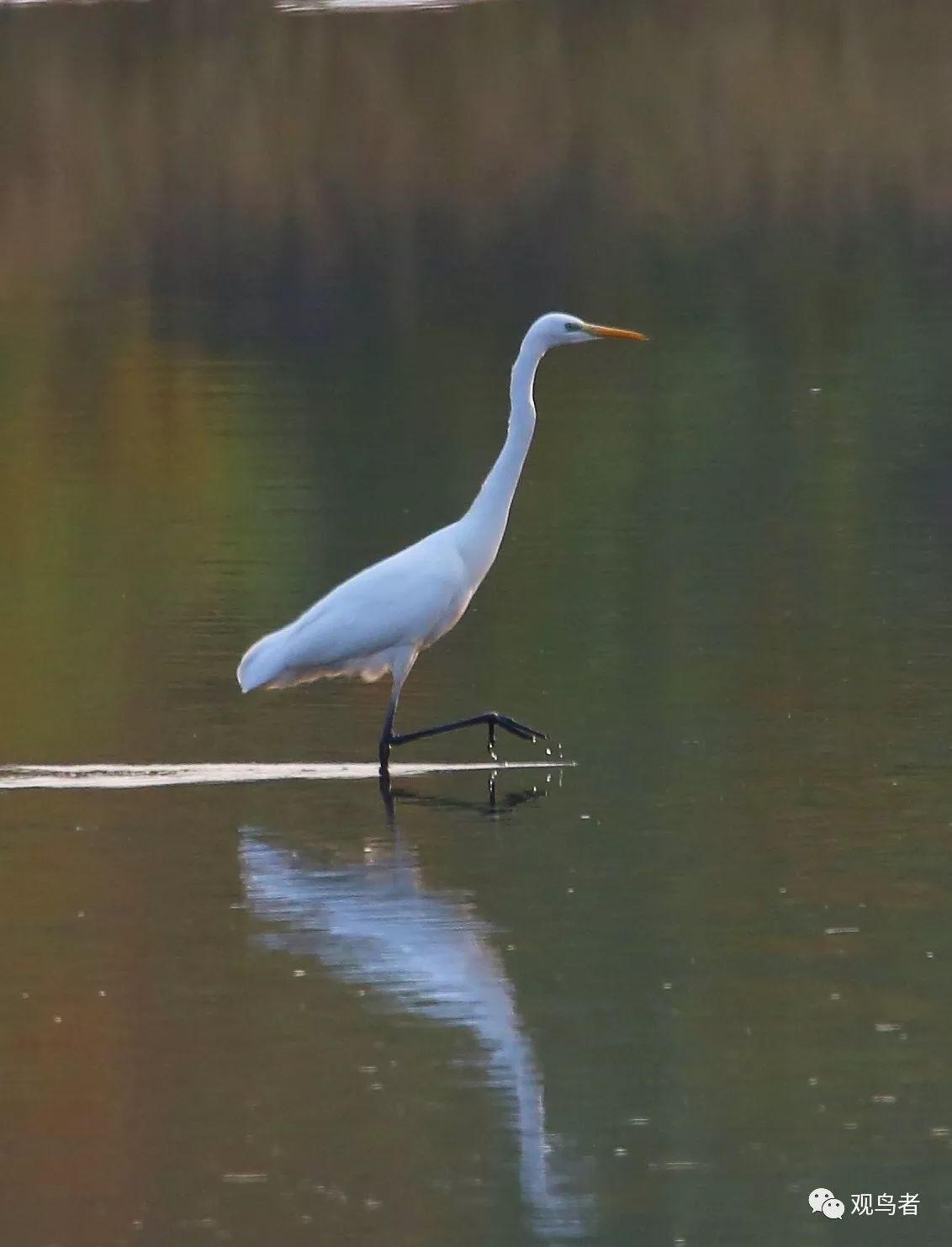 birdWatching