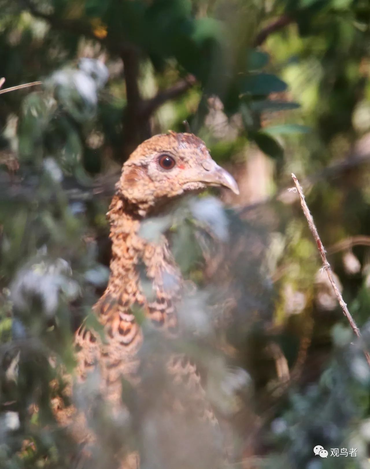 birdWatching