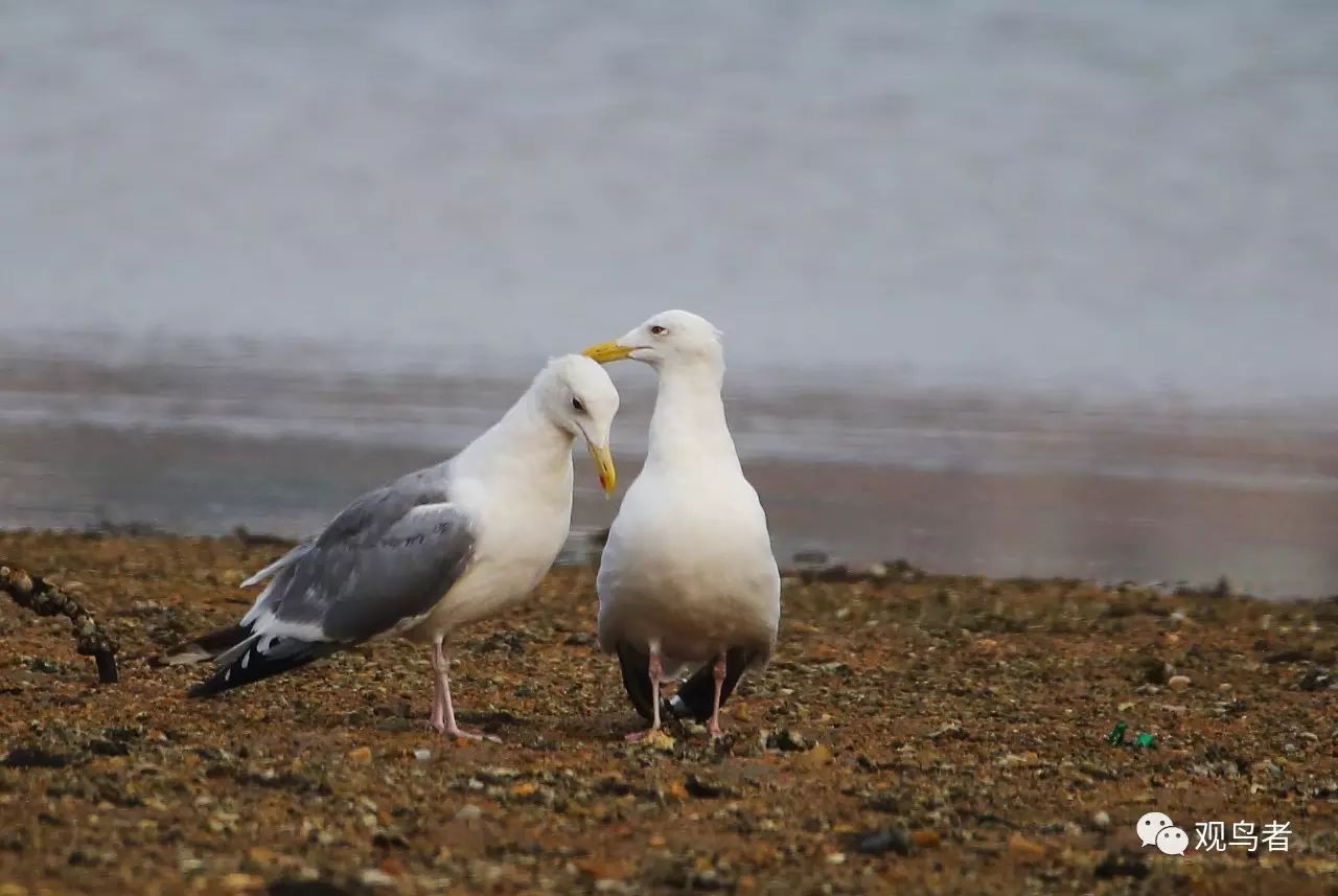 birdWatching