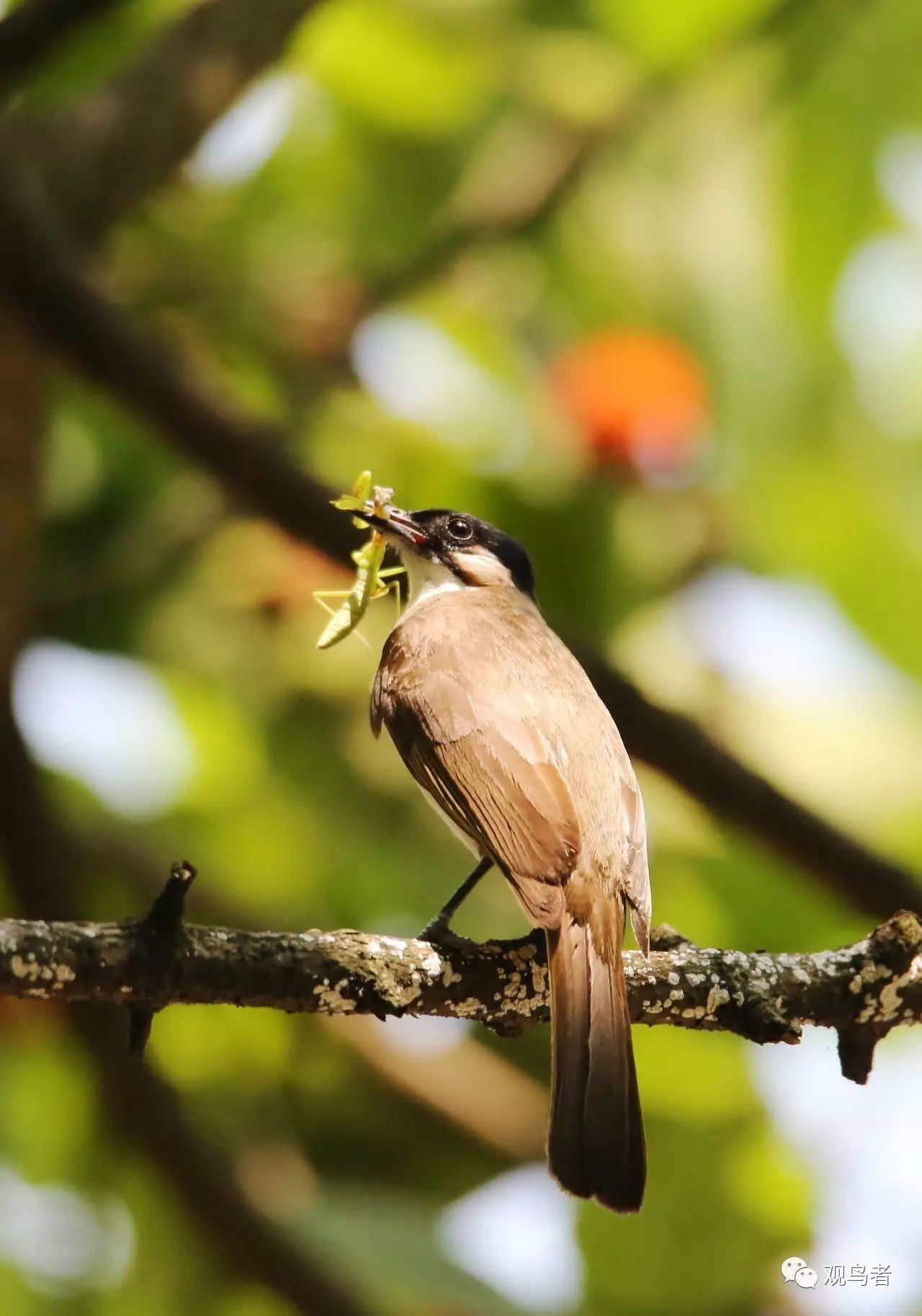 birdWatching