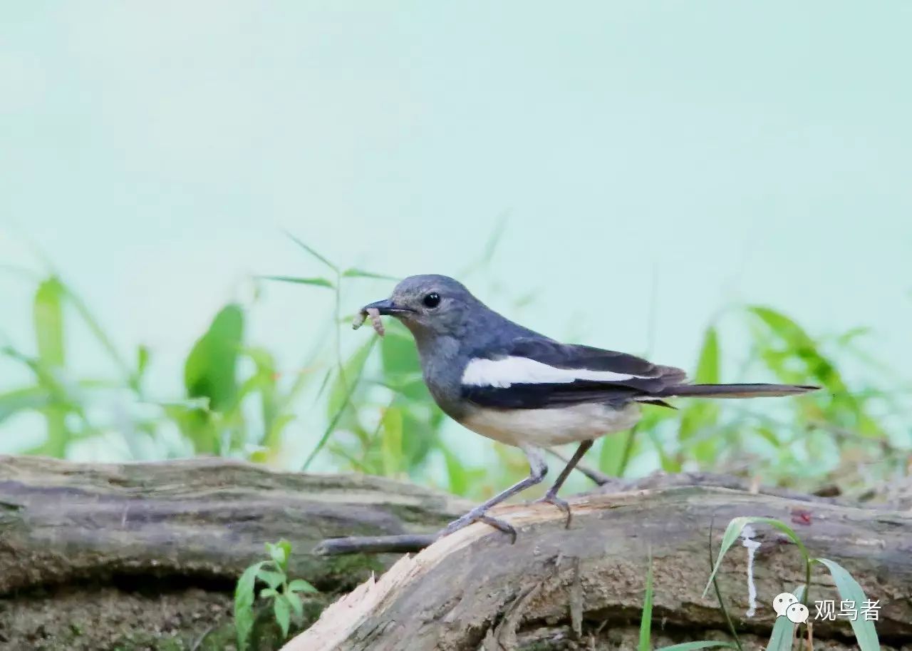 birdWatching