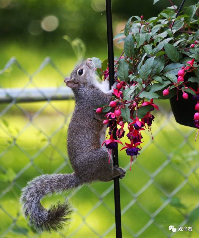birdWatching